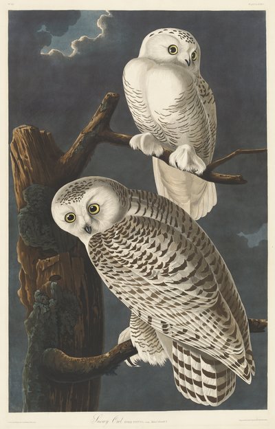 Búho Nival, 1831 de John James Audubon